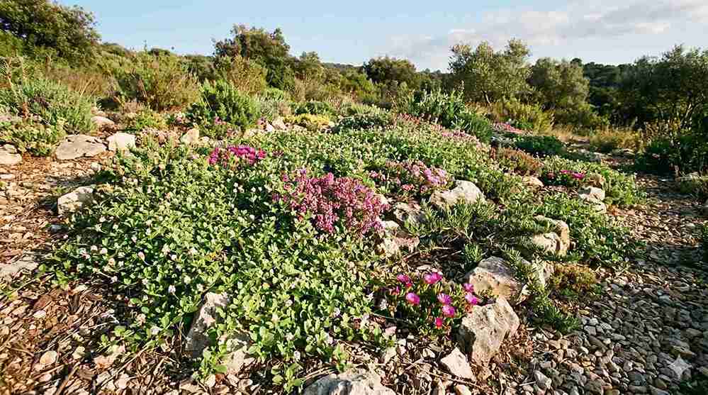 Couvre-sol méditerranéen en jardin sec