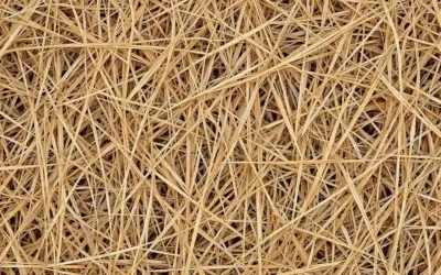 Paillage en jardin méditerranéen : organique ou minéral, quoi choisir en Occitanie ?