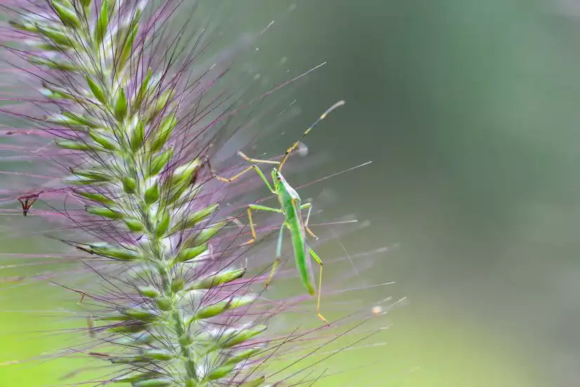 Amenagement-d-un-jardin-favorable-a-la-biodiversite-hotel-a-insectes-plantes-melliferes-et-point