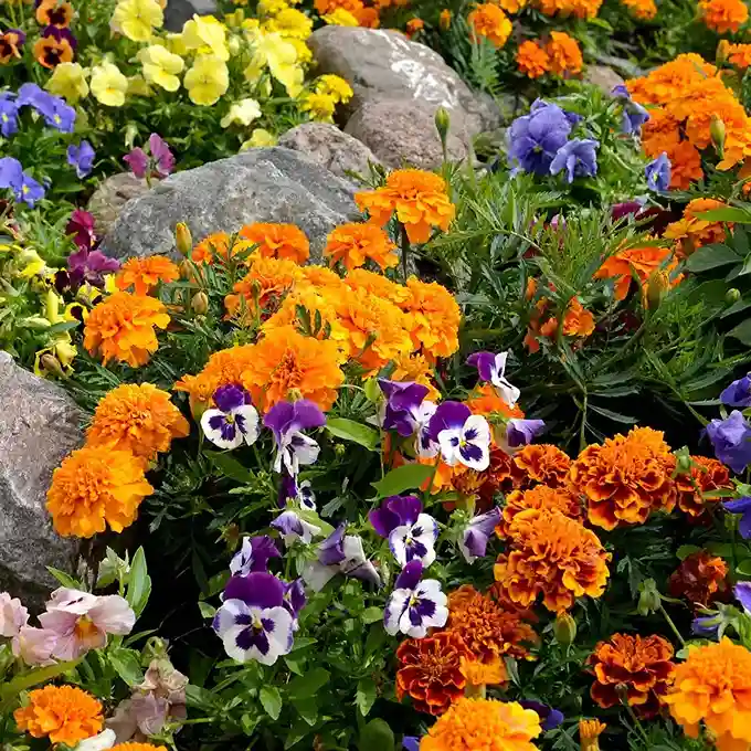 Bouquet-de-pensees-oeillets-oranges-violets-Fleurs-couleurs-automne_11zon Legumes-frais-structure-bois-lumiere-douce-illustrer-fruit-efforts-automne