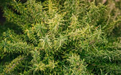 Couvre-sol méditerranéen : que planter pour limiter l’arrosage et le désherbage en Occitanie ?