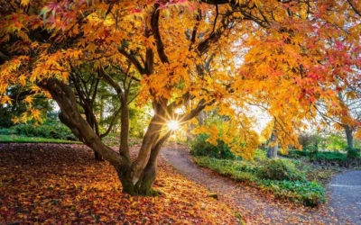 Jardin d’automne : plantations, entretien et préparations pour un hiver serein