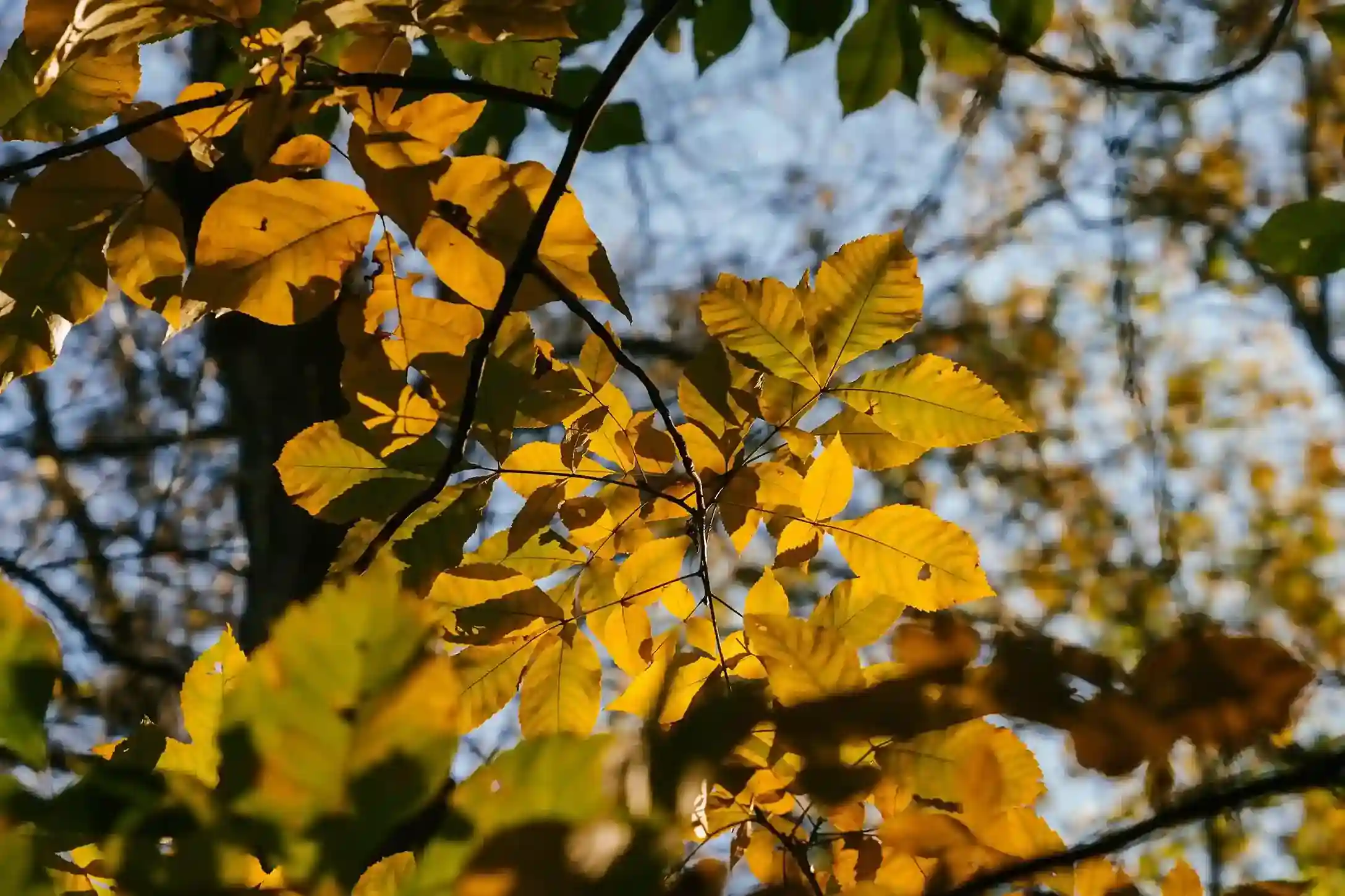 Jardin-automne-hivers-preparation-entretien-amytis-jardin-nature-paysagiste_11zon Legumes-frais-structure-bois-lumiere-douce-illustrer-fruit-efforts-automne