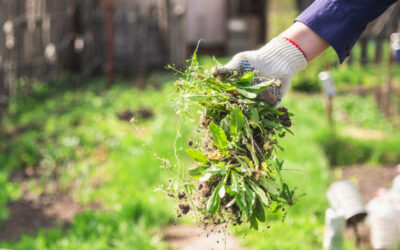 Plantes Spontanées au Jardin : Guide Complet pour les Comprendre et les Utiliser