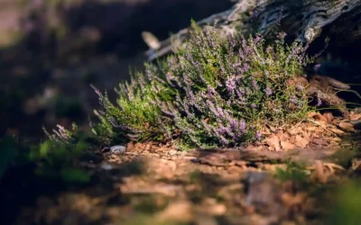 Plantes aromatiques pour jardin sec : créer un espace parfumé et résilient