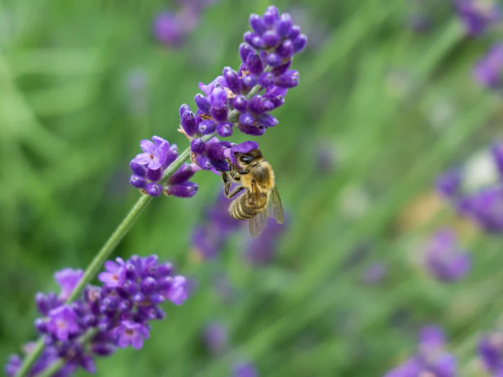 Abeille butinant des fleurs de lavande violettes