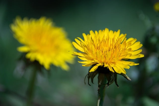 Taraxacum officinale