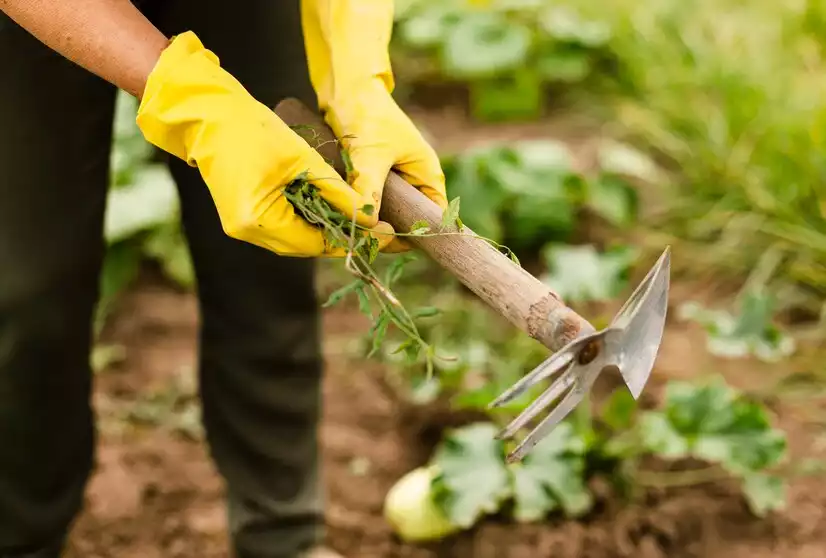 Techniques-d-entretien-ecologique-paillage-naturel-arrosage-raisonne-et-desherbage-manuel