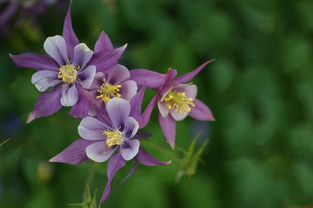 ancolie-aquilegia-meilleures-plantes-jardin-ombrage-luxuriant-guide