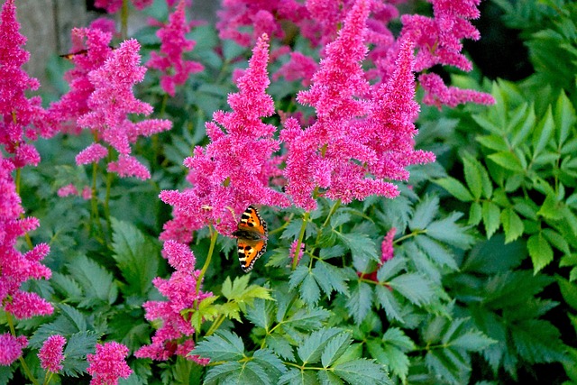 astilbe-meilleures-plantes-jardin-ombrage-luxuriant-guide