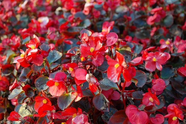 begonias-fleur-meilleures-plantes-jardin-ombrage-luxuriant-guide