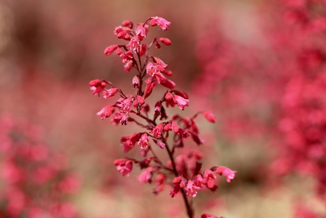 heucheres-heucera-purple-bells-meilleures-plantes-jardin-ombrage-luxuriant-guide