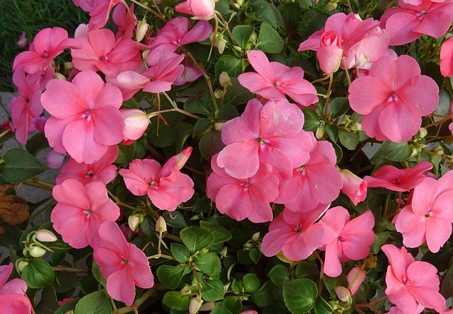 impatiens-walleriana-fleur-meilleures-plantes-jardin-ombrage-luxuriant-guide