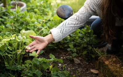 Jardin sans traitement : 10 solutions naturelles pour un potager sain