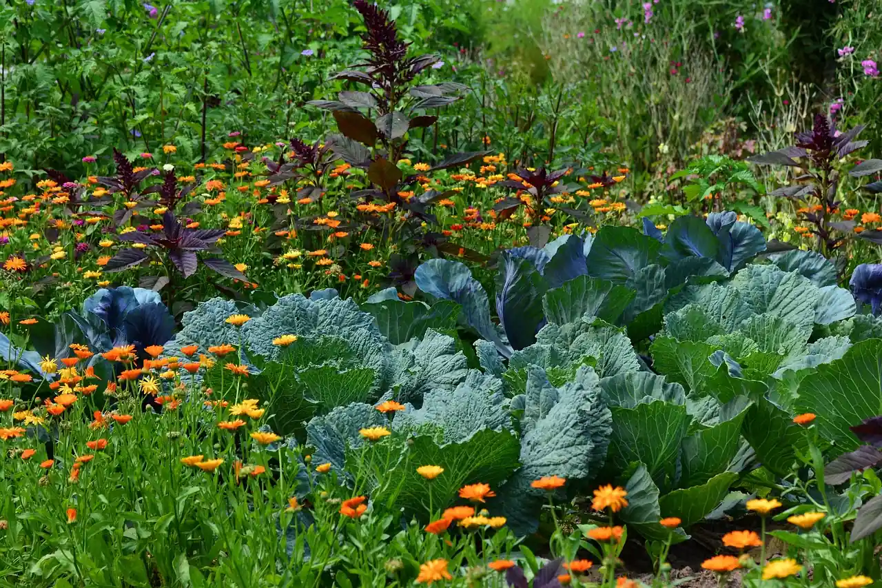 jardin-sans-traitement-10-solutions-naturelles-potager-sain-05 jardin-sans-traitement-10-solutions-naturelles-potager-sain-01