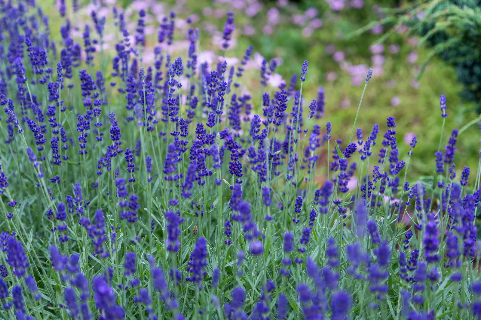 Épis violets de lavande en fleurs dans un massif