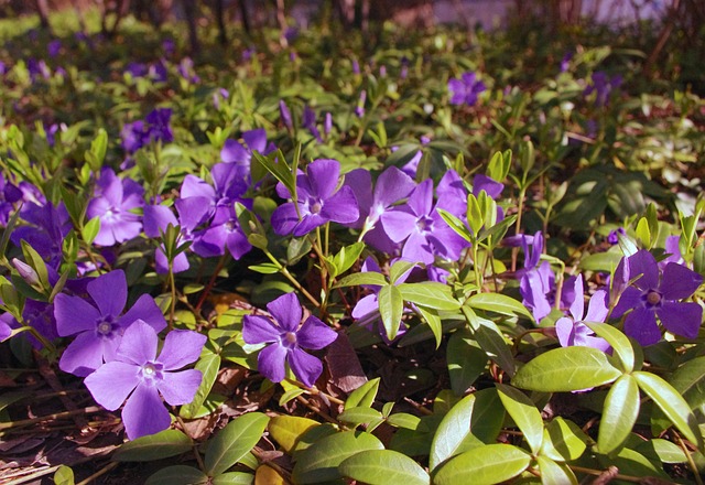 pervenche-vinca-minor-periwinkle-fleur-meilleures-plantes-jardin-ombrage-luxuriant-guide