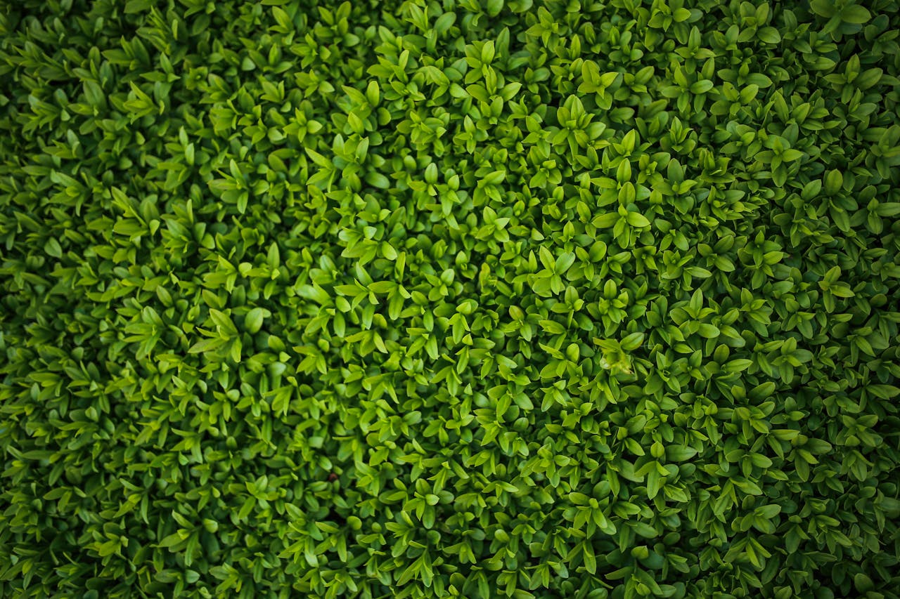 Brise-vue-naturel-quelles-haies-persistantes-choisir-dans-le-Sud-de-la-France-Beziers-Herault Brise-vue-naturel-quelles-haies-persistantes-choisir-dans-le-Sud-de-la-France-Beziers-Herault