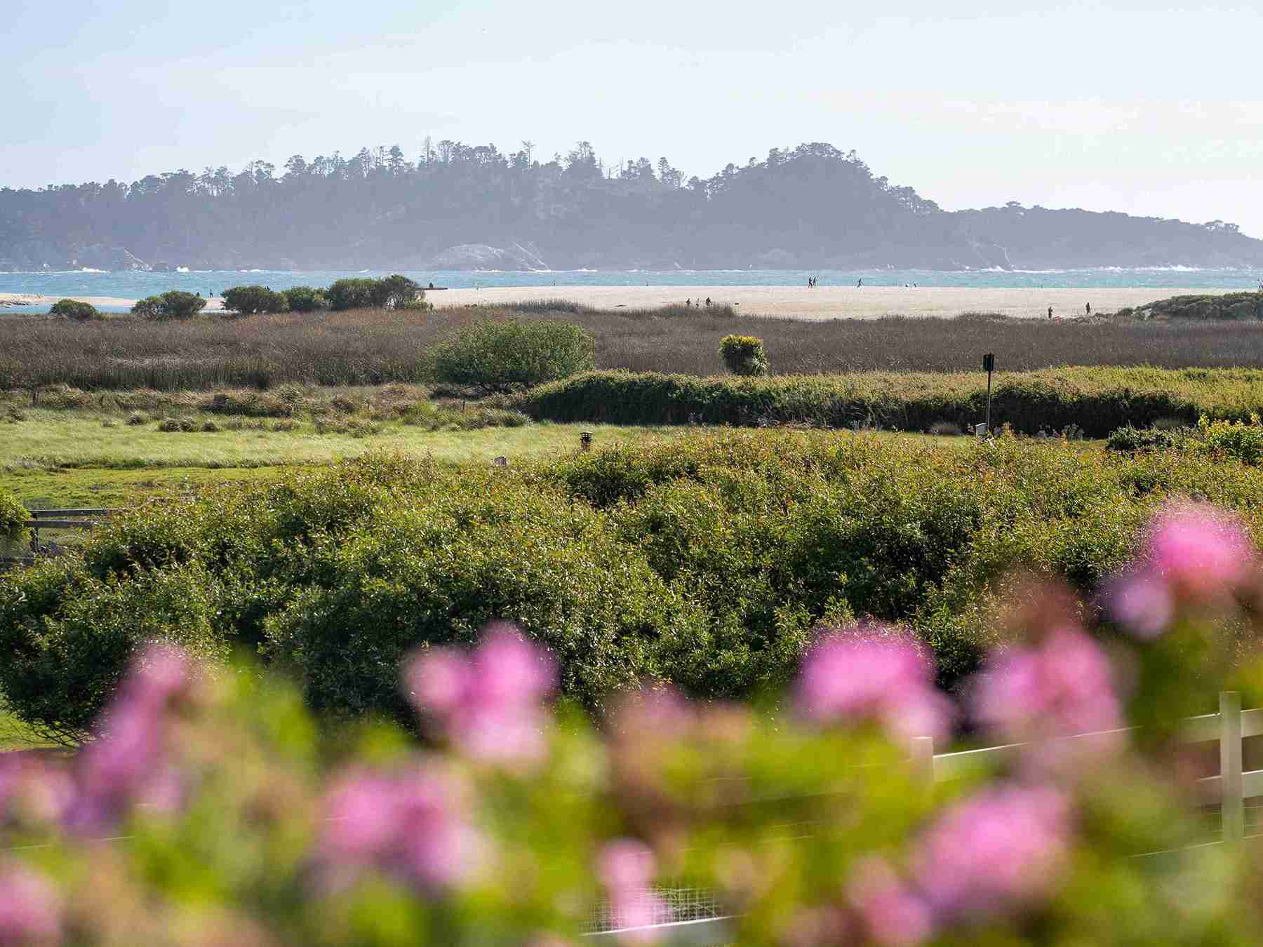 plantes-resistantes-vent-embruns-bord-de-mer-herault-amytis-jardin-nature-2