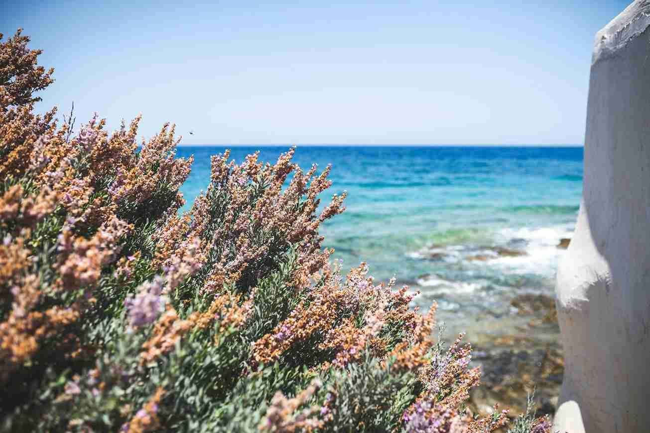 plantes-resistantes-vent-embruns-bord-de-mer-herault-amytis-jardin-nature