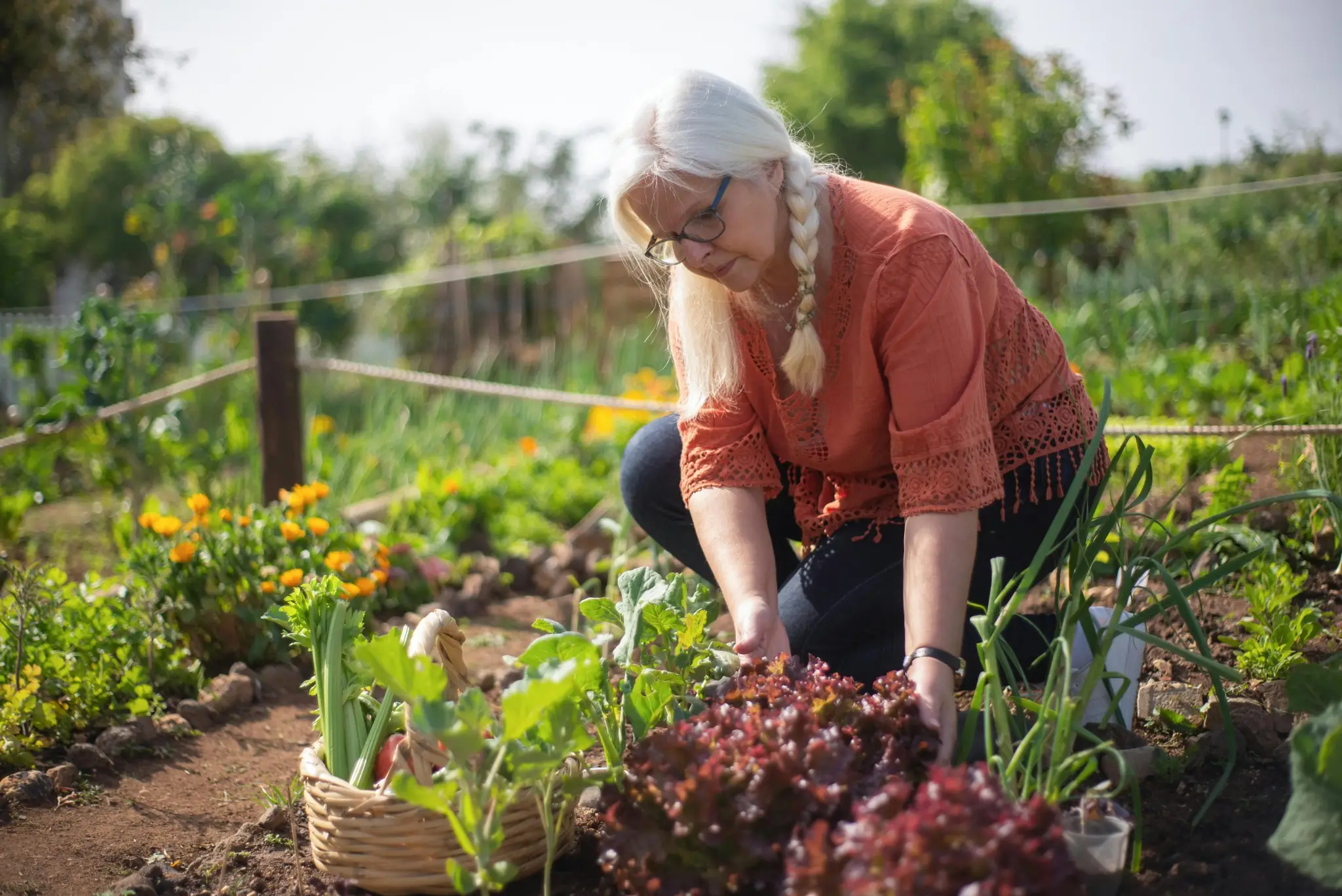 Potager méditerranéen en automne avec légumes variés et sol paillé