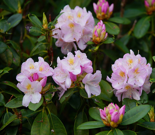 rhododendrons-meilleures-plantes-jardin-ombrage-luxuriant-guide