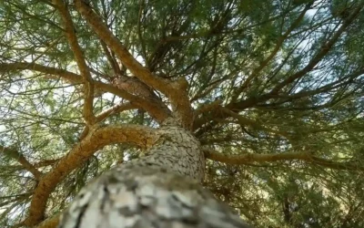 Gestion de l’eau au jardin : Les solutions pour s’adapter à la sécheresse en Occitanie (Béziers, Narbonne)