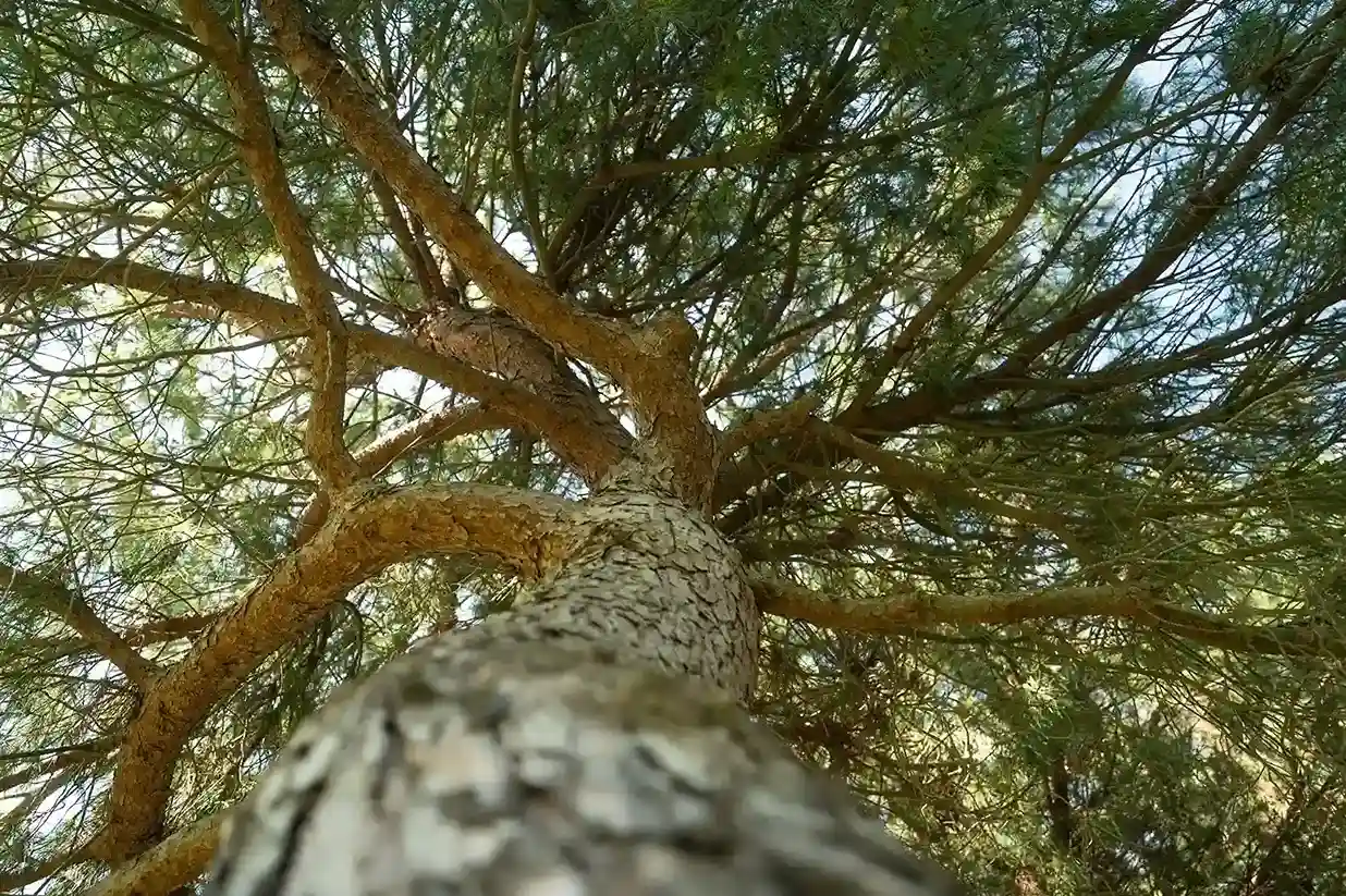 secheresse-jardin-beziers