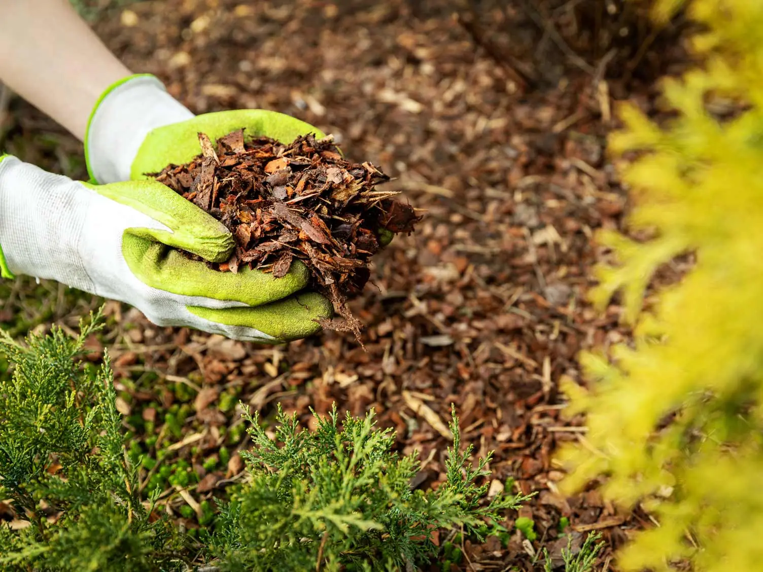 sol-paille-jardin-mediterraneen Sol de jardin méditerranéen paillé pour protéger les cultures et retenir l’humidité