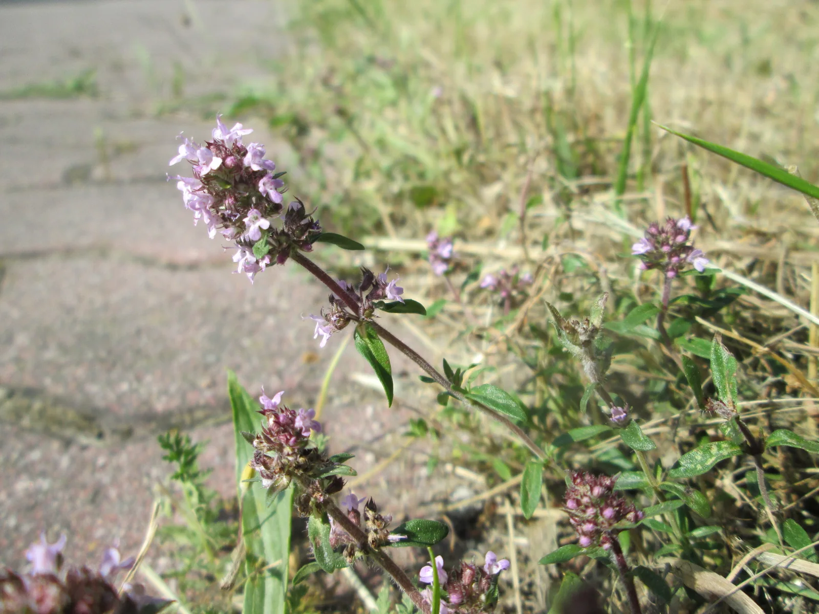 Fleurs roses de thym serpolet au bord d’un sol sec